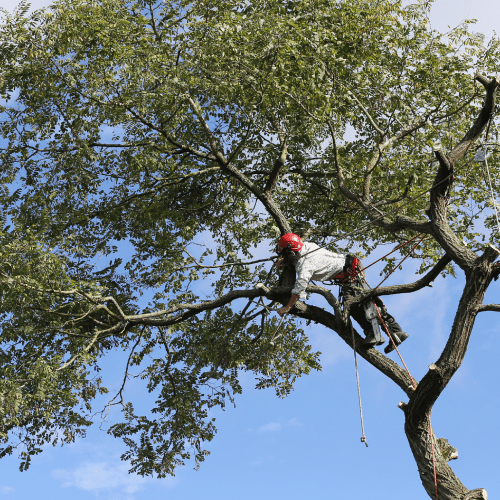Tree Services
