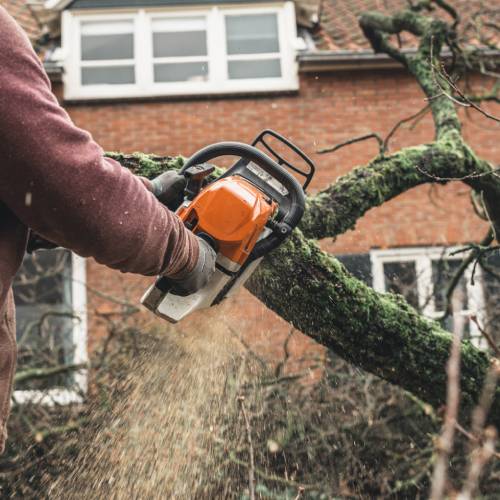 Tree Removal